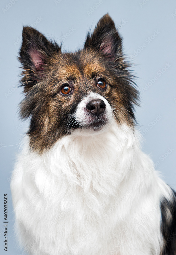 fluffy dog looking on gray background