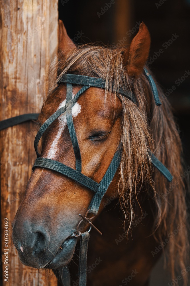 Obraz premium The stallion in the bridle stands tied to a post on the farm. Horse face close-up. Tired animal.