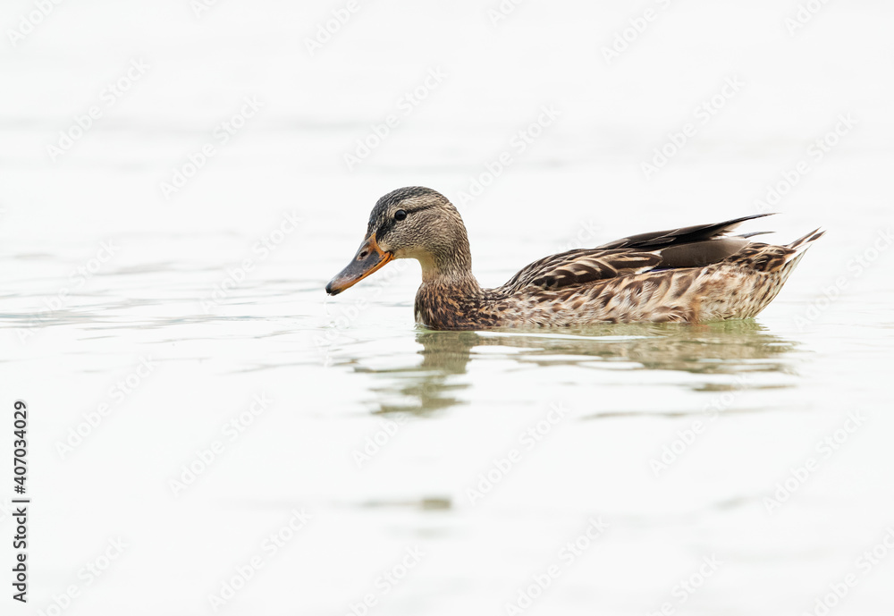 Mallard duck swimming at Tubli bay, Bahrain Mallard duck swimming at Tubli bay, Bahrain