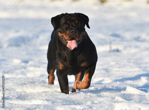 un precioso rottweiler en la nieve