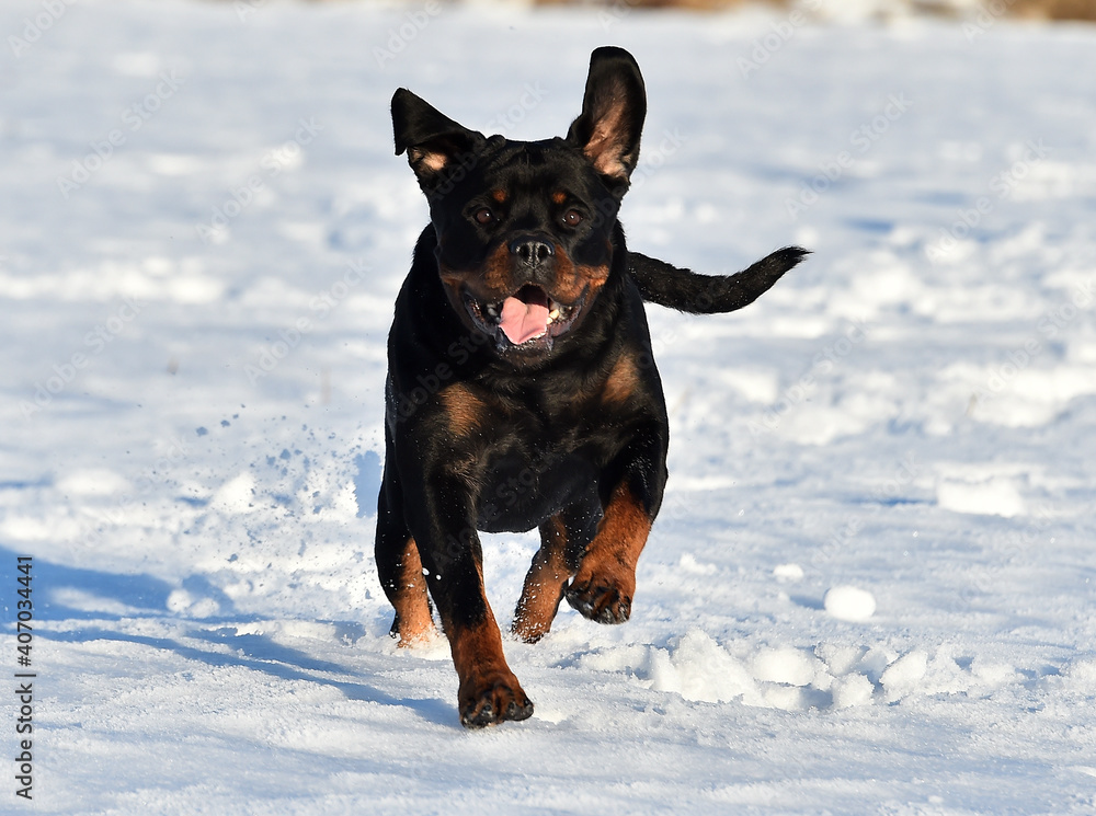 a strong rottweiler dog in the snow