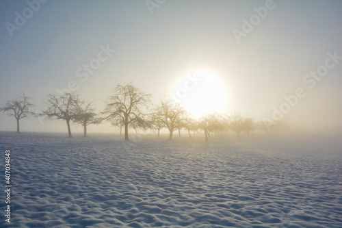 Trees at sunrise with snow and sun on a foggy morning