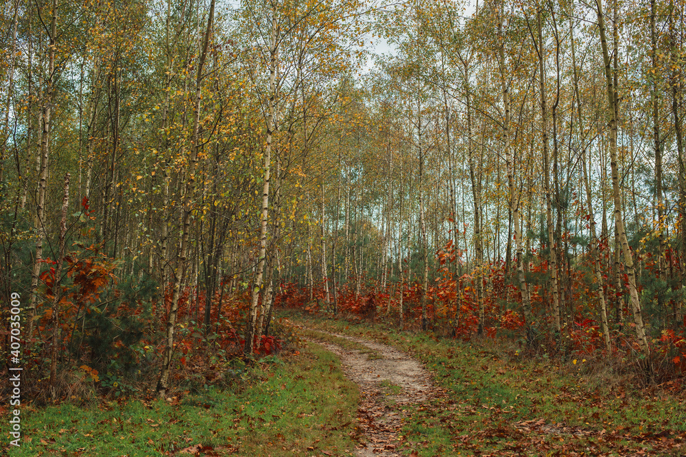 Obraz premium Pathway in autumn forest with birches.