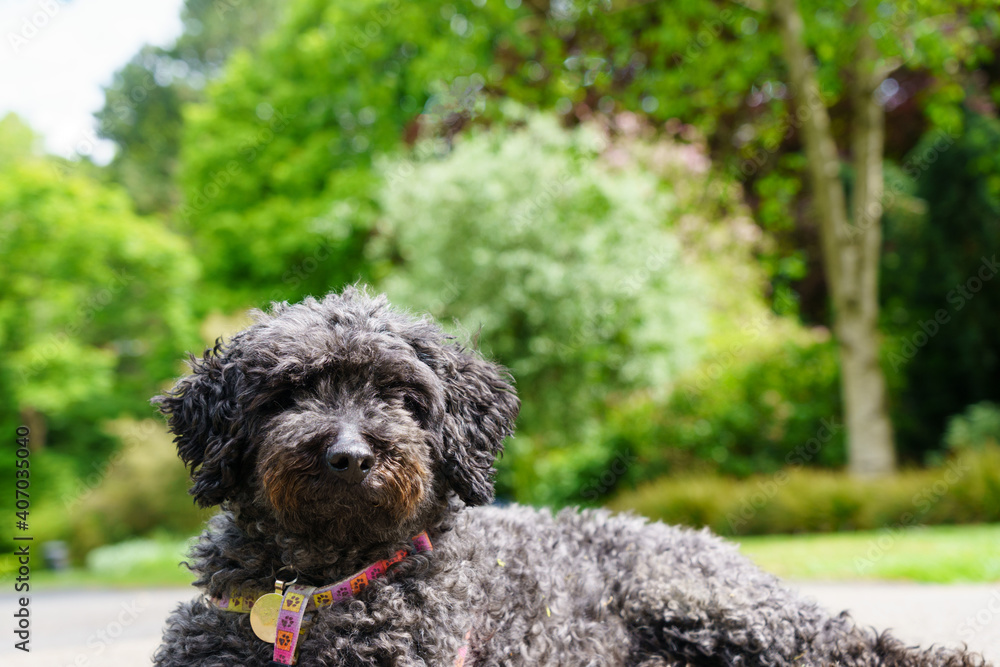 Black Poodle Cross sat in a park on a sunny afternoon.