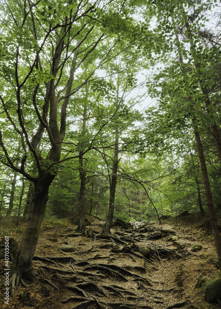 Obraz premium Drzewa 