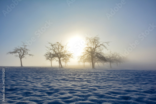 Trees at sunrise with snow on a foggy morning