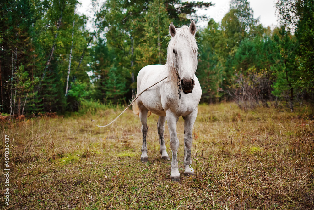 Fototapeta premium A white country horse grazes on the edge of the forest. The mare is tied on a rope and grazing in a meadow. Village scene