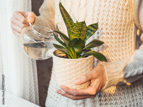 Woman in cable-knit sweater watering Sansevieria. Indoors plant in white flower pot. Peaceful botanical hobby. Gardening at home. Winter sunset. photo