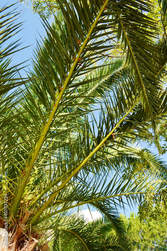 Beautiful Tropical Background  with Palm Tree on a Blue Sky