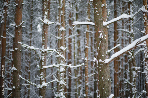 Fototapeta Naklejka Na Ścianę i Meble -  icicles in the snow