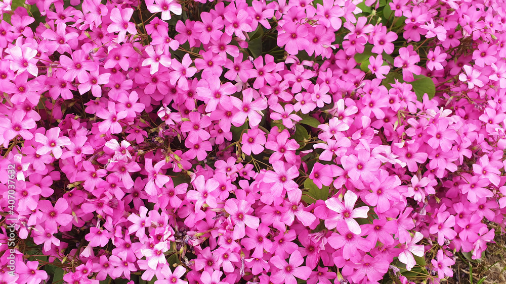 Panorama of pink Oxalis articulata flowers.