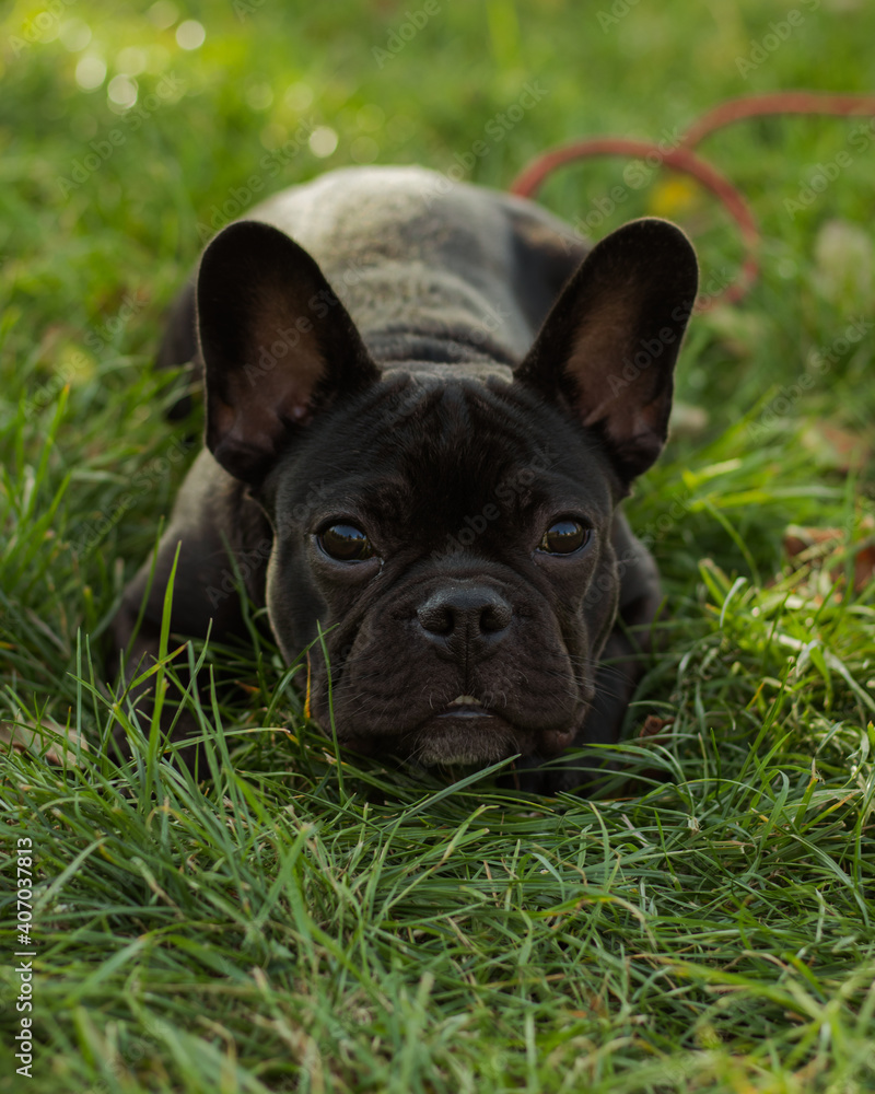 Fototapeta premium french bulldog puppy sitting