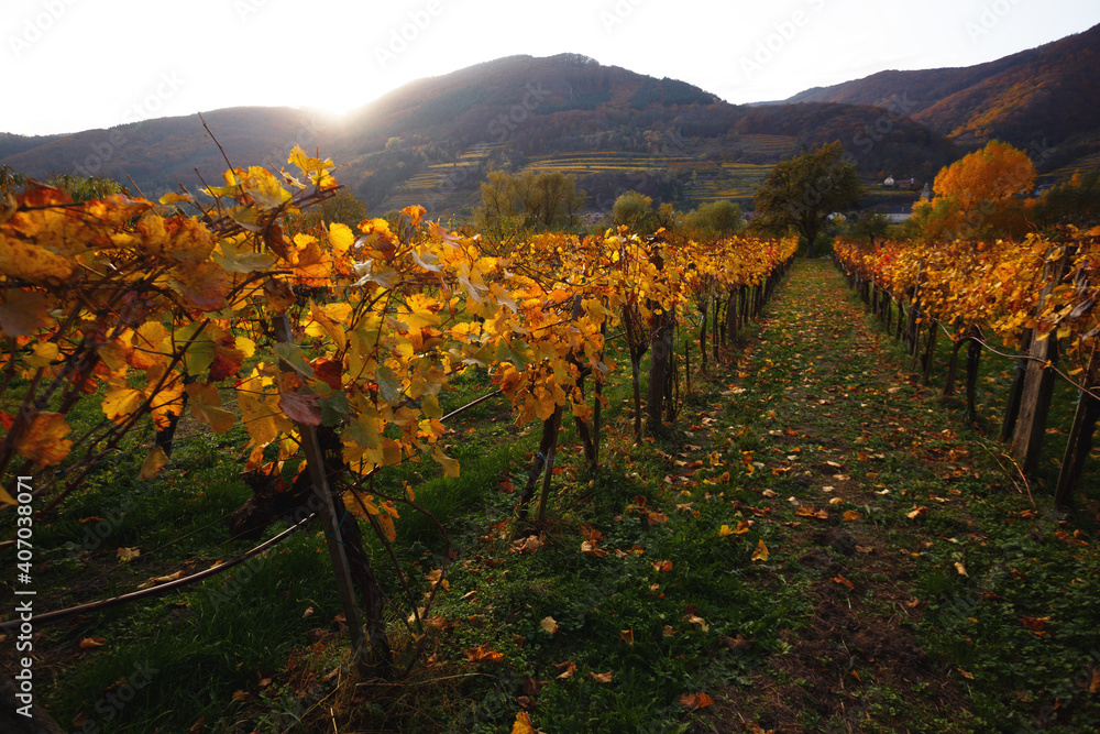 Fototapeta premium autumn vineyards in the sunset light
