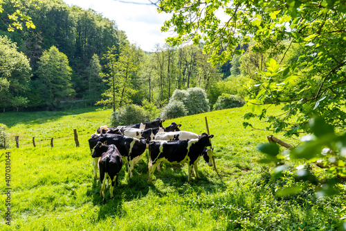 Milchkühe stehen auf einer grünen Weide