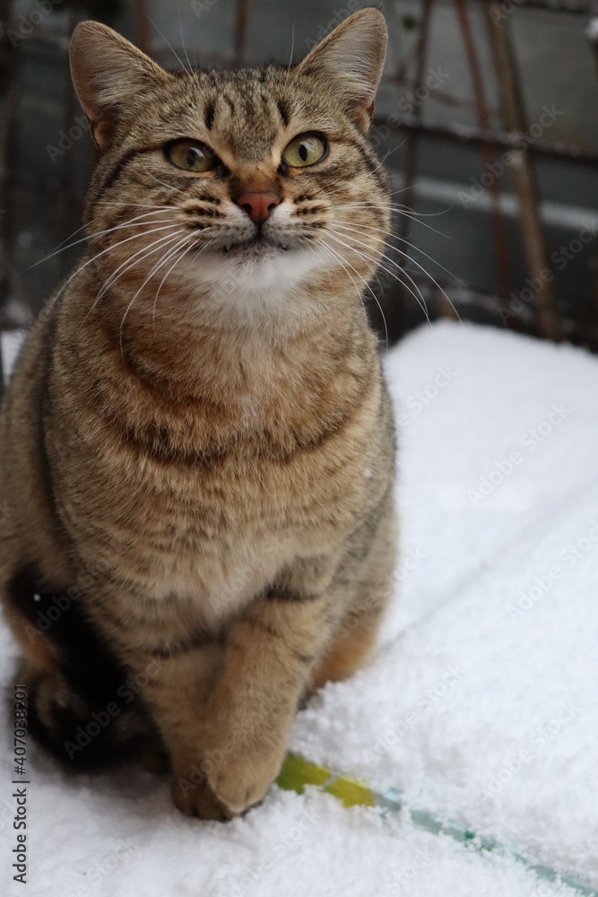 Fototapeta premium cat in the snow in the yard