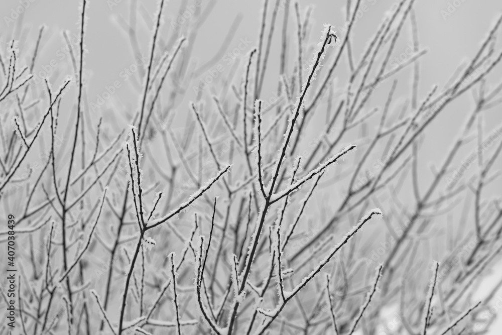 Äste Winter Schnee Kontrast Ast Zweige Verzweigung Eis Kristalle Nebel selektive Schärfe Wald Sauerland bizarr feingliedrig Struktur Verästelung Details WInd Makro Graustufen schwarz weiß