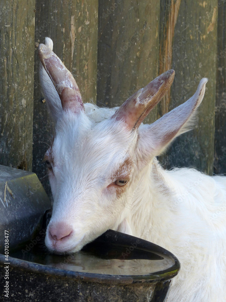 Fototapeta premium Mountain goat in Bavarian mountains, Germany