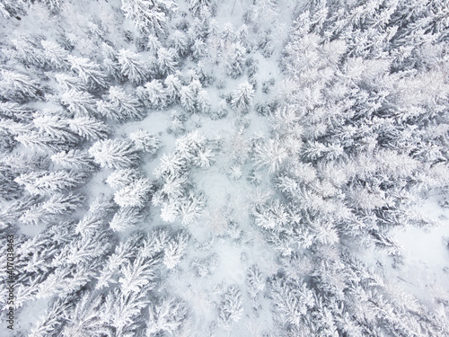 Wallpaper Mural Winter pine forest from above shot with a drone. Torontodigital.ca