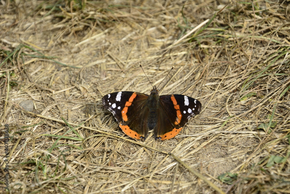 papillon 2 papillon 2