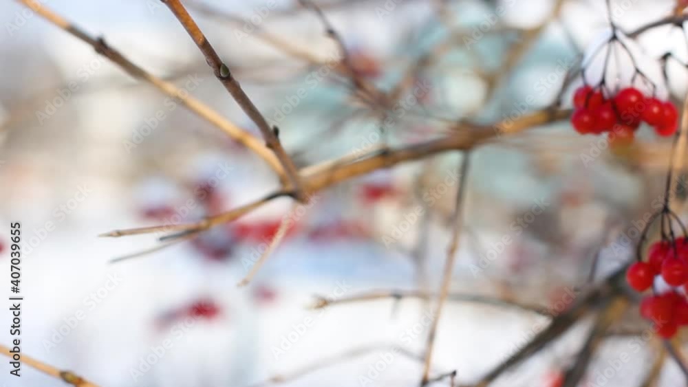 Winter frozen viburnum under snow. Viburnum in the snow. First snow. Beautiful winter. Winter frozen viburnum under snow. Viburnum in the snow. First snow. Beautiful winter.