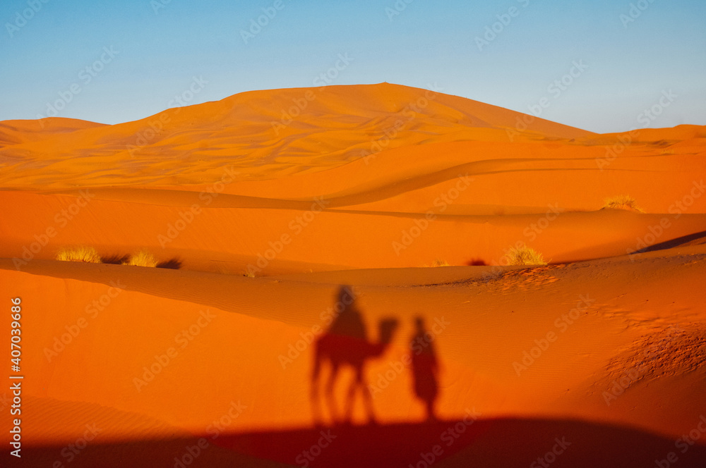 Camels and its shadows on the sand of some Africa's desert