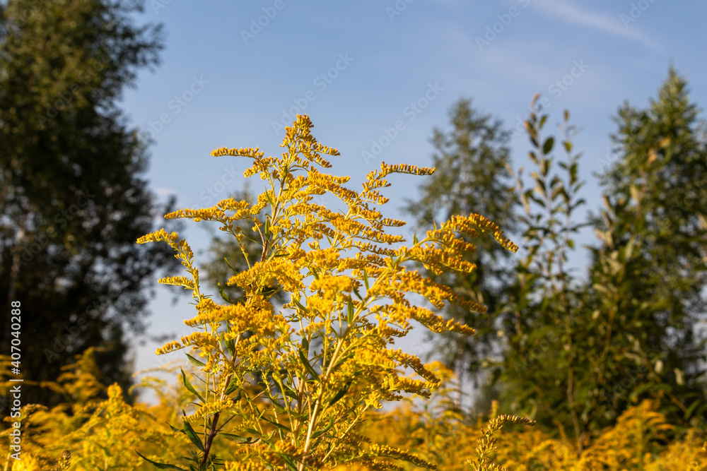 blooming goldenrod against a blue sky