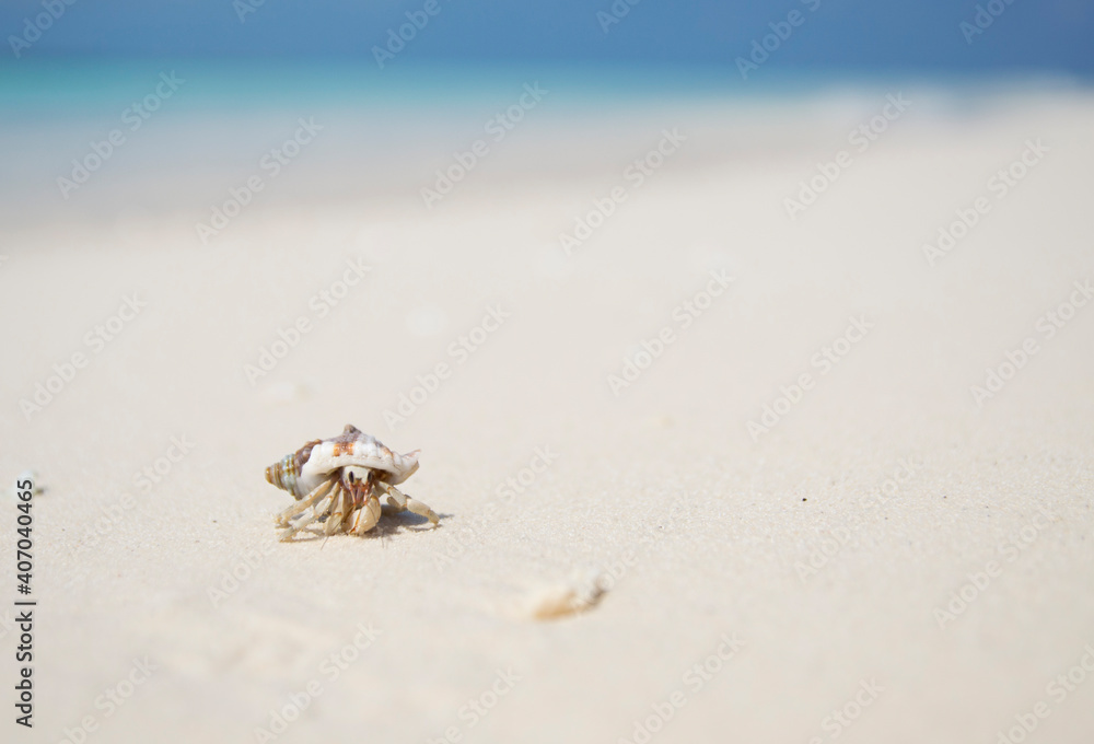 Vacation holidays background wallpaper postcard - crab on sandy beach with turquoise sea. Kuredu, Maldives. Vacation holidays background wallpaper postcard - crab on sandy beach with turquoise sea. Kuredu, Maldives.