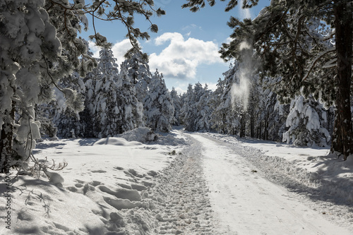 Winter mountain landscape. Road through pine forest covered with snow