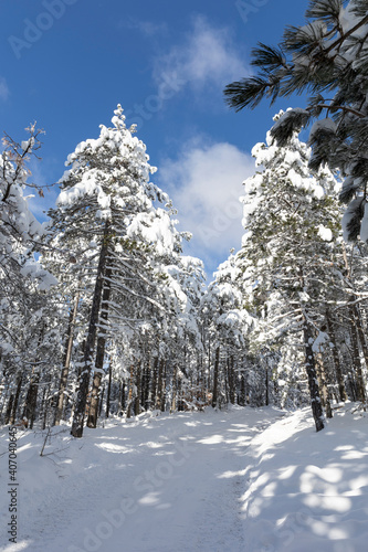 Winter mountain forest trees snow landscape