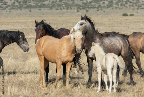 Wild Horses in Spring in the Utah Desert © natureguy