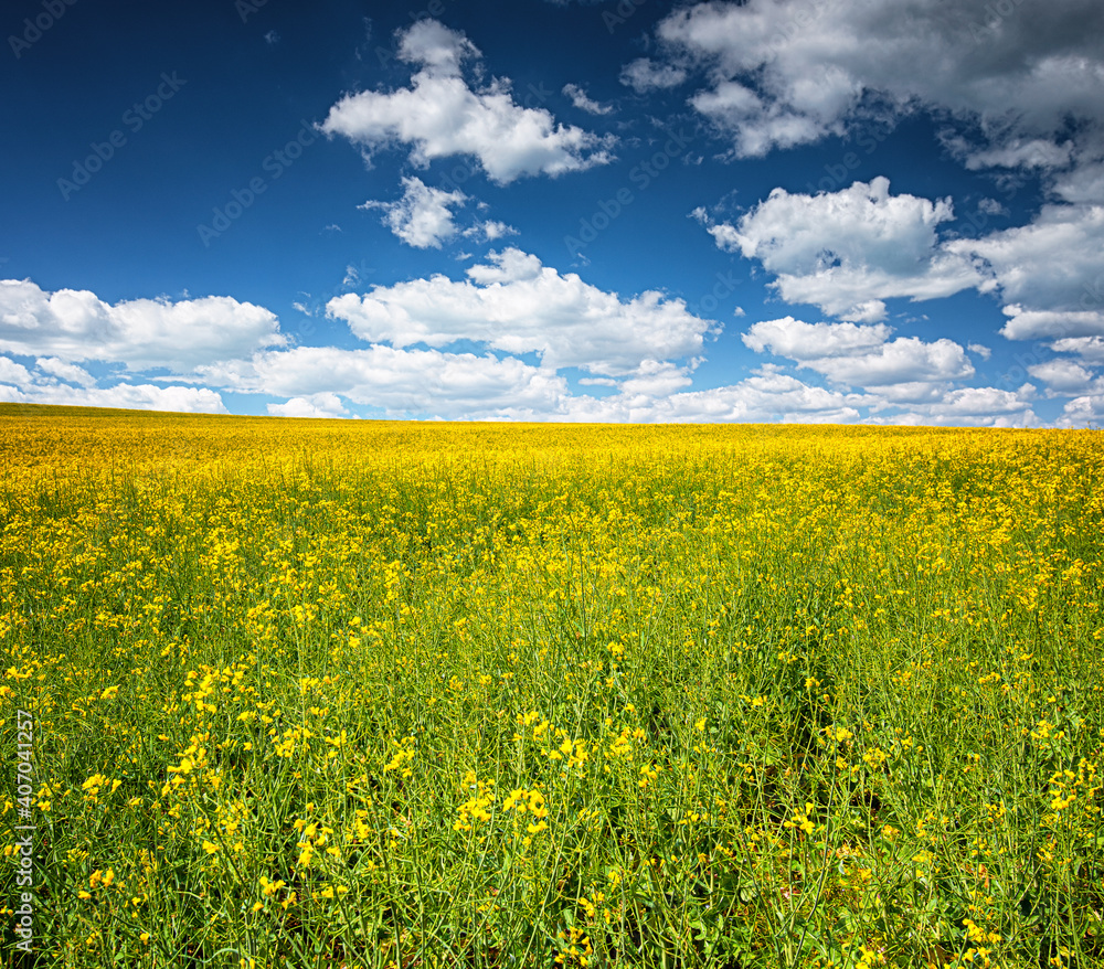 Nice field of rapeseed in spring