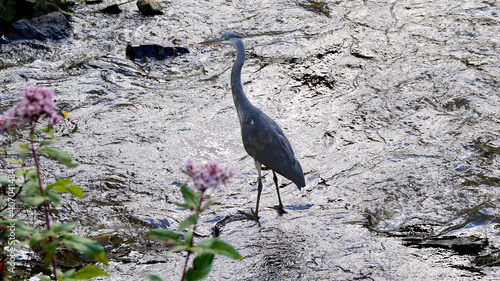 Der Reier am Fluss photo