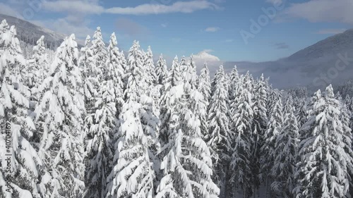 ein tief verschneiter wald mit viel neuschnee aus der schwebe perspektive zwischen den gipfel