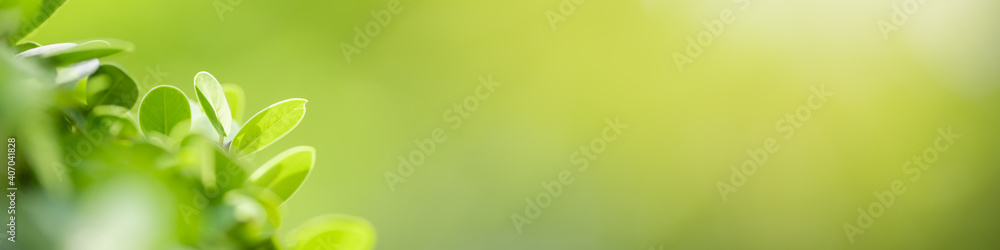 Closeup of green nature leaf on blurred greenery background in garden with bokeh and copy space using as background cover page concept. Closeup of green nature leaf on blurred greenery background in garden with bokeh and copy space using as background cover page concept.