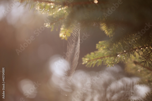 spider web on a spruce tree on a sunny day photo