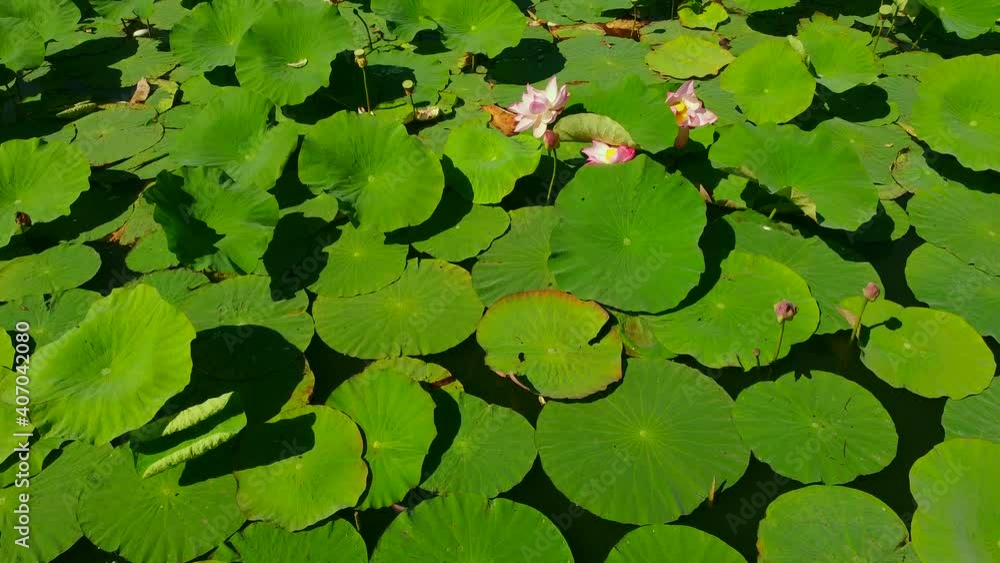 Lotus on the water_19 Lotus on the water_19