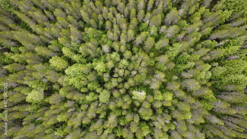 Evergreen forest from directly above, droneography