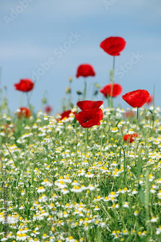 poppies and chamomile flower meadow in spring season