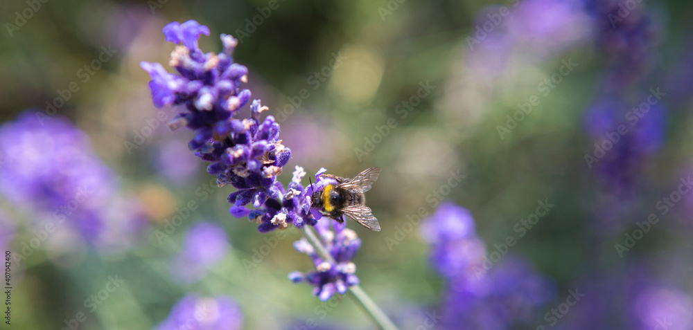 Fototapeta premium Panorama of purple lavender field