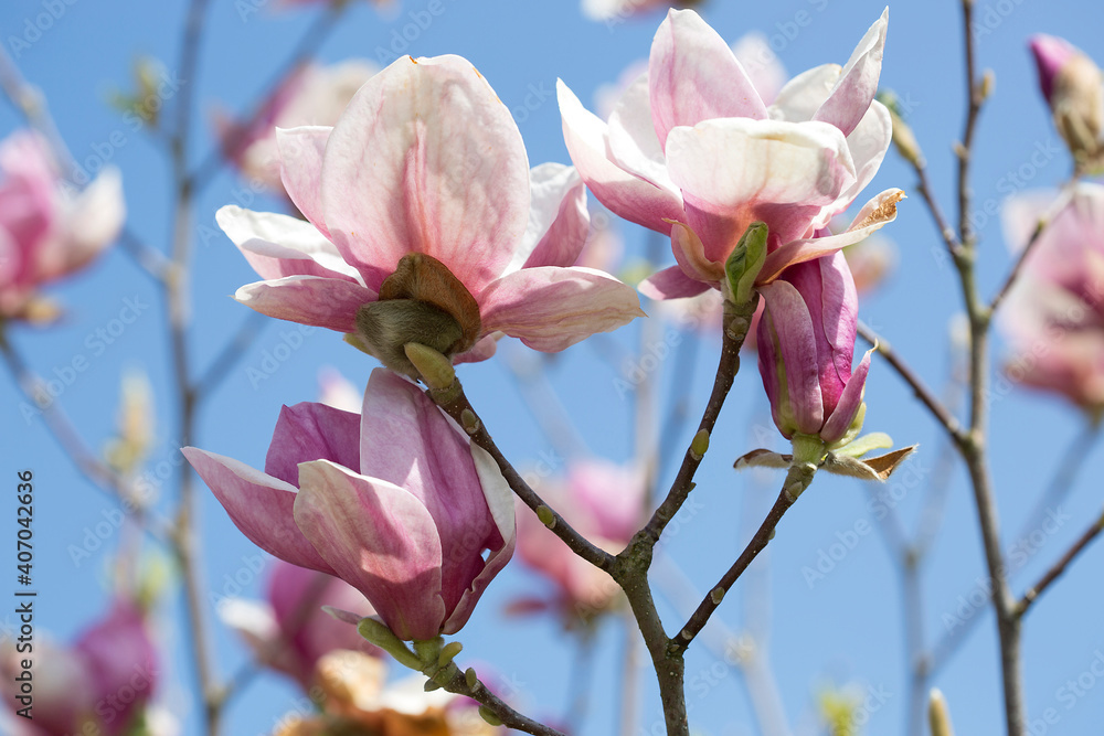 Magnolia tree Magnolia tree