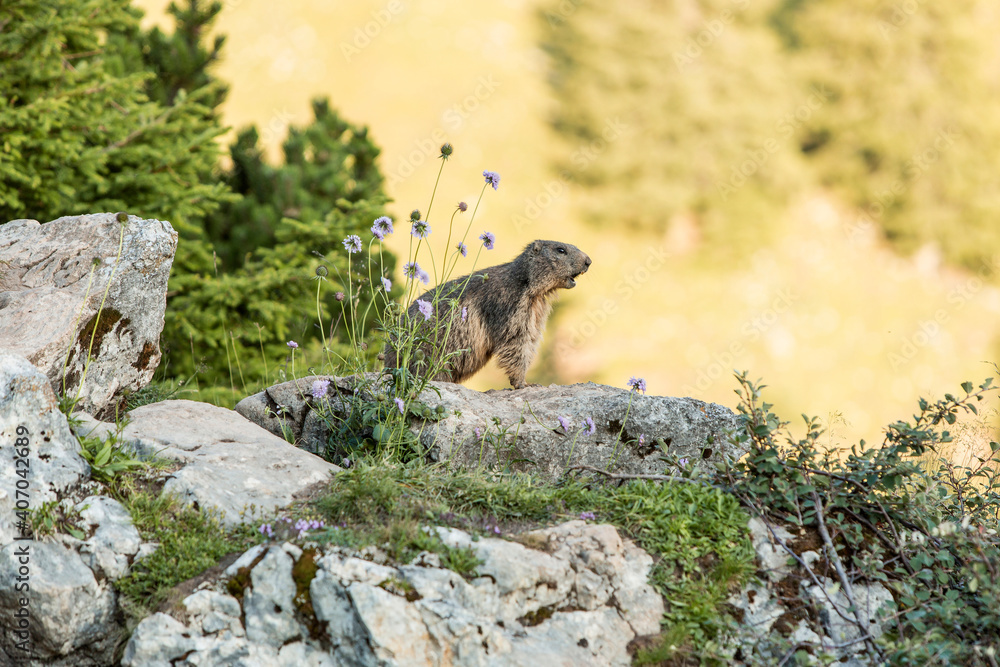 Alpine marmot between flowers Alpine marmot between flowers