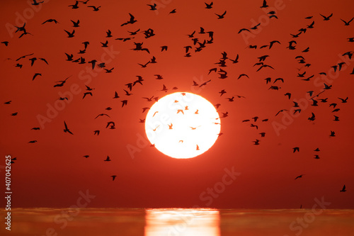 Black-headed gulls and dramatic sunrise at Akser coast of Bahrain photo