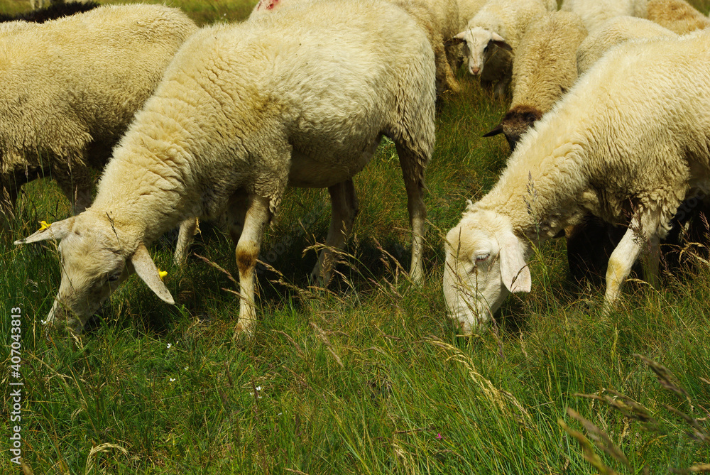 Fototapeta premium Sheep eating grass in a mountain pasture