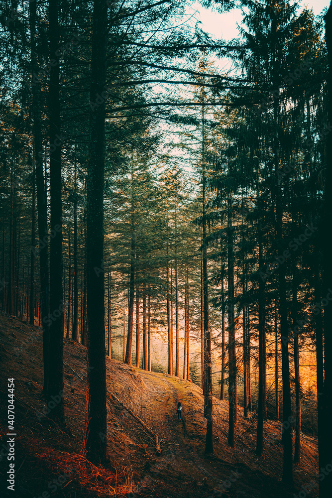 Autumn forest Autumn forest