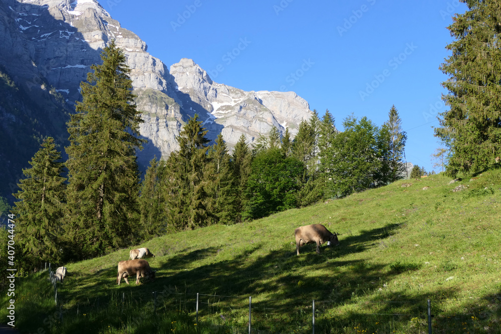 Rural scene in the swiss alps with mountains, fresh air and grazing brown cattle
