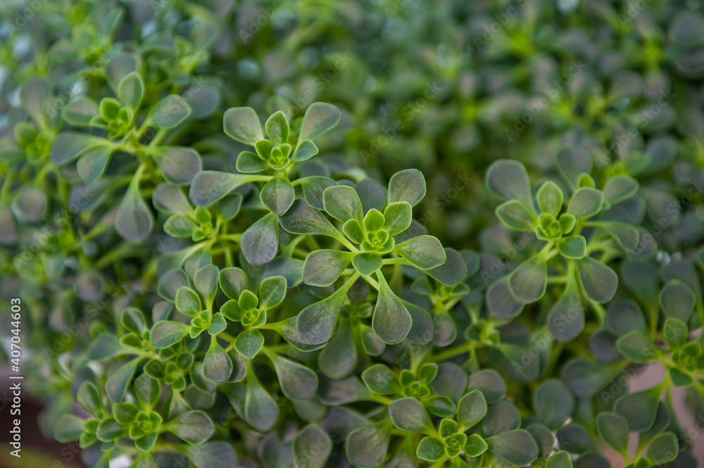 The beautiful pattern crassulaceae in garden The beautiful pattern crassulaceae in garden