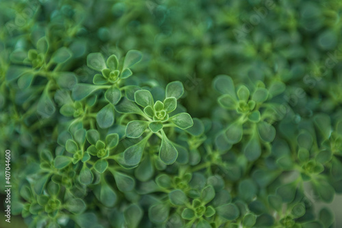 The beautiful pattern crassulaceae in garden