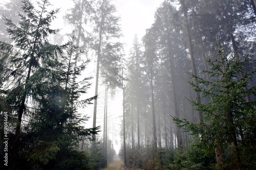 Mystische Waldstimmung auf der Schwäbischen Alb