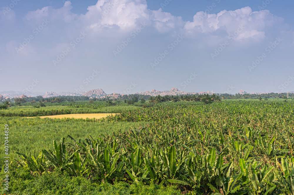 Hampi, Karnataka, India - November 5, 2013: Rich green agricultural land at Kamalapura Lake, under blue cloudscape. Hills on horizon. Young banana plantation uip front. Yellow patch.