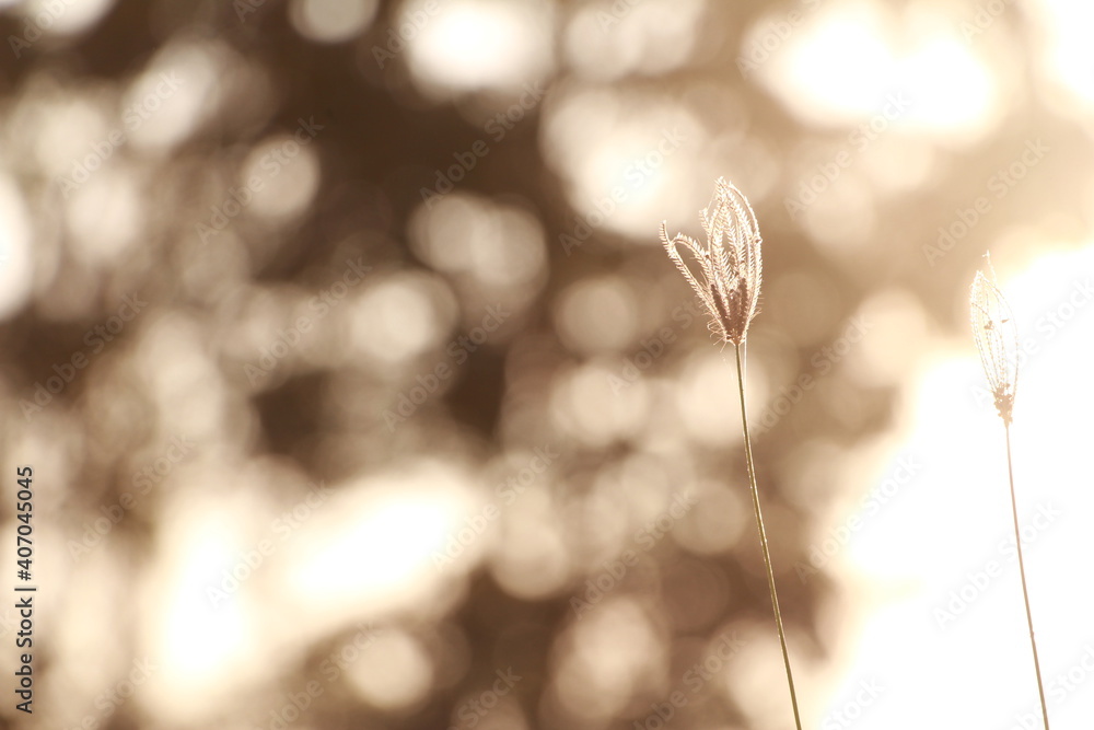 Grass flower with blur bokeh on background. Warm sunshine in autumn. Grass flower with blur bokeh on background. Warm sunshine in autumn.